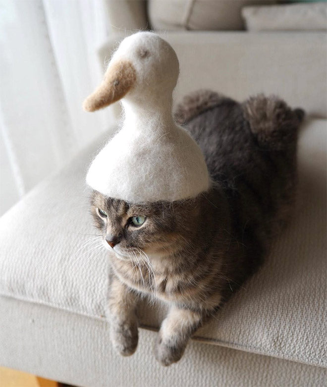 Duck